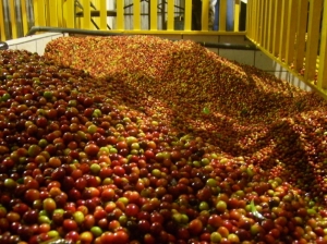 Producción de café para exportación en ASOMOBI 